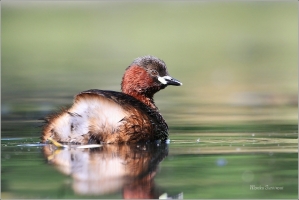 <p>POTÁPKA MALÁ (Tachybaptus ruficollis) /Little grebe – Zwergtaucher/</p>